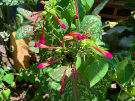 Photo for Red flowers and black seed of mirabillis jalapa, mexico plants with green leaf - Royalty Free Image