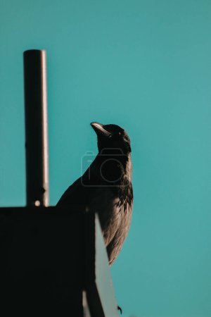 Foto de Cuervo negro en el techo de la casa - Imagen libre de derechos