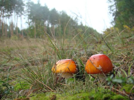 champignons dans la forêt. faune, nature
