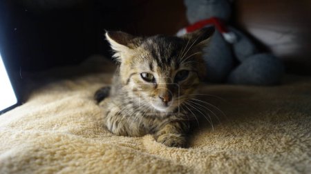hermoso tricolor plegable gato. ojos de gato. Lindo gato. hermoso elegante gato