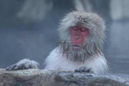 Foto de Mono de nieve durmiendo en las aguas termales, en Nagano, Japón - Imagen libre de derechos