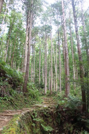 Foto de Kumano Kodo bosque, uno de los patrimonios mundiales en Japón - Imagen libre de derechos