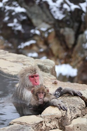 Photo for Snow monkey mother and child taking the hot spring, in Nagano, Japan - Royalty Free Image