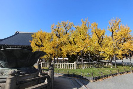 Foto de Gran árbol de ginkgo en el Templo Nishi Hongwanji, Kyoto, Japón - Imagen libre de derechos