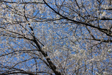 White cherry blossoms (Somei Yoshino) and blue sky at Chidorigafuchi Moat in Tokyo, Japan
