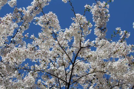 Foto de Flores de cerezo blanco (Somei Yoshino) y cielo azul en el foso Chidorigafuchi en Tokio, Japón - Imagen libre de derechos