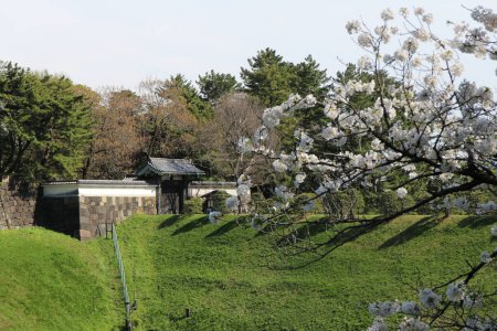 Flores de cerezo y Hanzo Puerta del Castillo de Edo en Tokio, Japón