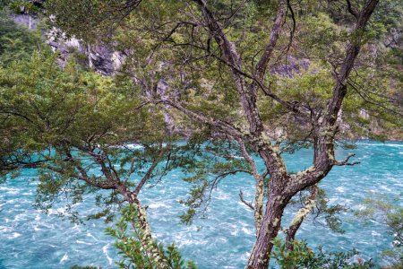 Téléchargez les photos : Bel arbre devant une rivière turquoise à Petrohue, Chili - en image libre de droit