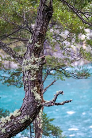 Téléchargez les photos : Image verticale d'un bel arbre gris devant une rivière d'eau turquoise. - en image libre de droit