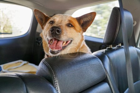 Foto de Listo para rodar: Un alegre perro de ganado australiano rojo sentado con impaciencia en el coche, con una sonrisa y todo listo para un viaje familiar por carretera. - Imagen libre de derechos