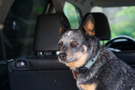 Foto de Curious Canine: Un perro mirando hacia atrás desde el maletero del coche, intrigado por el viaje y la carretera detrás. - Imagen libre de derechos