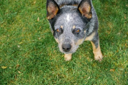 Adorable cattle dog looking at the camera