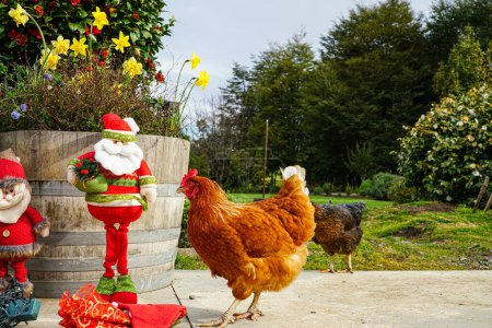 Image amusante d'un Père Noël miniature et d'un poulet se promenant dans le jardin.