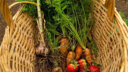 Photo for Harvested bounty in a basket filled with fresh vegetables. - Royalty Free Image