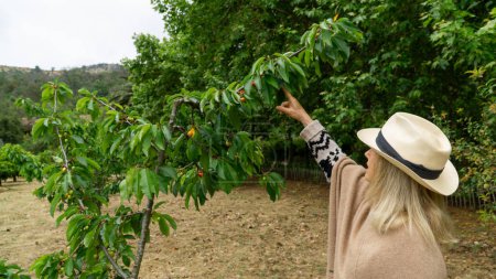 Téléchargez les photos : Femme âgée examinant attentivement les cerises sur un arbre récemment planté dans son jardin. - en image libre de droit