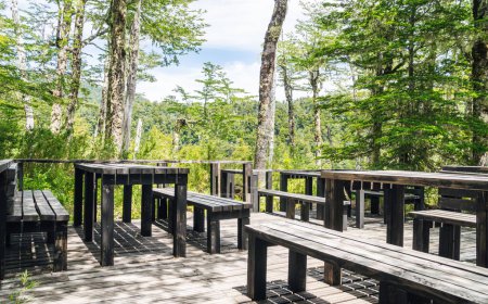 Foto de Mesas de picnic de madera en un exuberante bosque verde en un parque nacional. - Imagen libre de derechos