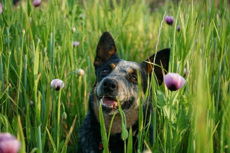 Porträt eines schönen australischen Rinderhundes in einem Blumenfeld an einem Frühlingstag