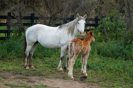 Beautiful horse with its white foal in the stable.
