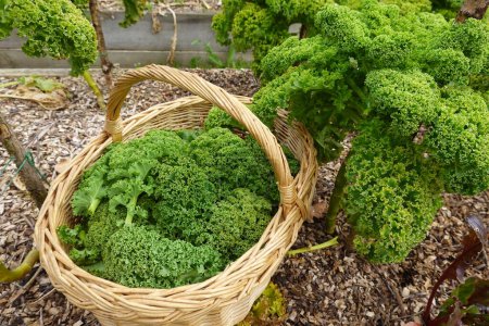 Photo for Harvest of kale or kale in the organic garden, basket with fresh kale leaves for fresh vegetable - Royalty Free Image
