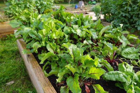 Foto de Cultivar remolacha en el jardín cómo plantar y cosechar remolacha, cosechar remolacha - Imagen libre de derechos