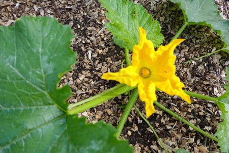 eine gelbe Zucchini-Blume im Garten 
