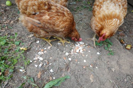Téléchargez les photos : Poulets mangent des œufs, comment empêcher les poulets de manger des œufs, œufs dans le poulailler - en image libre de droit