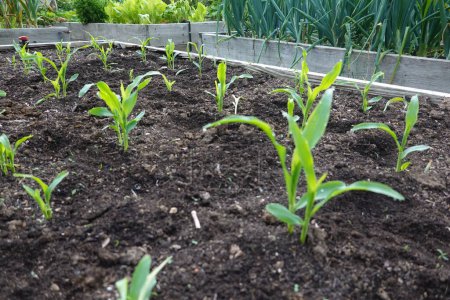 Plant corn in the backyard garden. corn cultivation on raised beds. corn growing at home