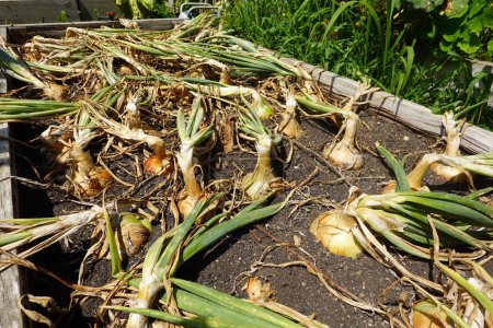 fresh onion growing in a box on a garden bed