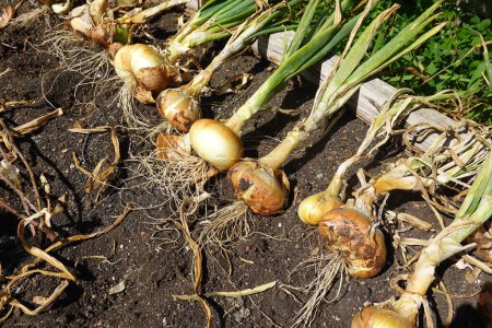 Foto de Bulbos de cebolla recién cosechados en el suelo - Imagen libre de derechos