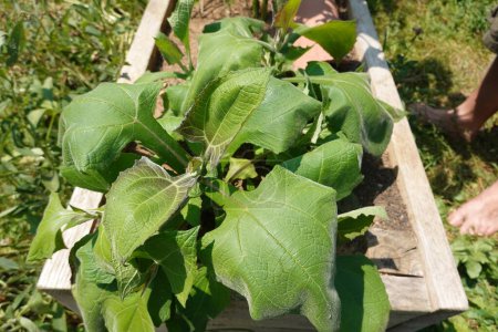 Foto de Cultivo de yates en el jardín del patio trasero. Hojas de yate planta medicinal. cultivar manzana molida peruana en casa - Imagen libre de derechos