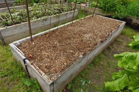 raised wooden bed to grow vegetables in the backyard garden. mulching with wood chips to cultivated
