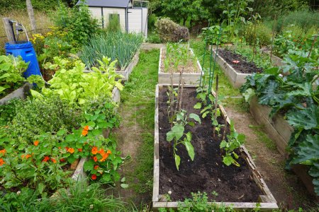 Téléchargez les photos : Potager avec plantes vertes et légumes dans un jardin - en image libre de droit