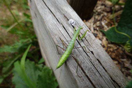 green praying mantis in raised bed in backyard garden, auxiliary fauna of the crops at home