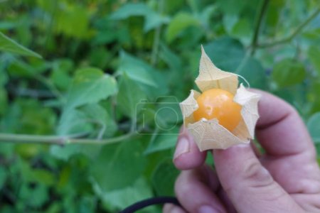 Foto de Cosecha physalis o uchuva, alquequenje, tomatillo o linterna china, cosecha en el jardín del patio trasero. Cesta Physalis - Imagen libre de derechos