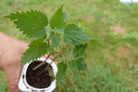 Photo for Nettle in pot held by farmer's hand. growing nettle in the backyard garden. nettle leaves at home - Royalty Free Image