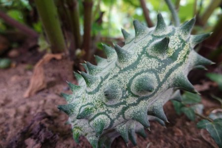 Photo for Growing kiwano in the backyard garden. fruit of African horned cucumber.harvesting Cucumis metuliferus at home - Royalty Free Image