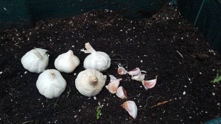 Foto de Cabeza de ajo siembra en el jardín del patio trasero. cómo cultivar semillas de ajo en el huerto orgánico en casa - Imagen libre de derechos