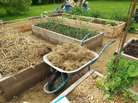 home vegetable garden family with raised wooden beds. spring crops. mulching the soil with wheelbarrow and straw.
