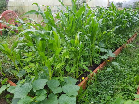 Photo for Association of crops in the vegetable garden. association of corn with beans and pumpkin in a raised bed. - Royalty Free Image