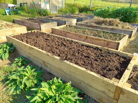 Photo for Organic vegetable garden. Raised wooden beds to grow vegetables at home. Making a new vegetable garden - Royalty Free Image