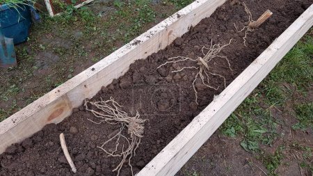 Téléchargez les photos : Plantation de racines d'asperges dans le potager. racine d'asperge prête à planter dans un lit en bois surélevé. - en image libre de droit