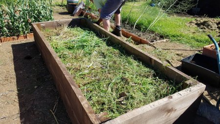 how to make a lasagna bed in the urban vegetable garden. filling layers of organic waste in the vegetable garden.