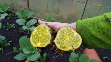 Photo for Kiwano fruit opened with seeds in greenhouse. horned melon ripe and ready to eat. - Royalty Free Image