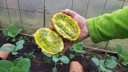 Photo for Kiwano or hornet melon opened in half with the seeds in the greenhouse. kiwano harvesting - Royalty Free Image