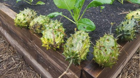 Photo for Kiwano fruits drying and ripening for eating. hornet melon harvested in the urban vegetable garden - Royalty Free Image