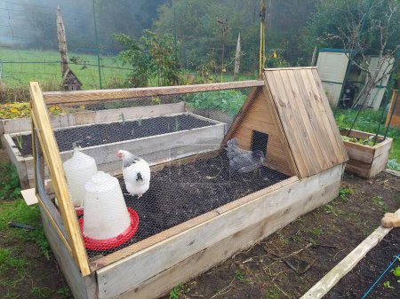 Hühner auf einem Holzhochbeet mit hausgemachtem Hühnerstall. Hühnerstall mit Hühnern beim Putzen eines Feldbettes. Leben auf dem Land.
