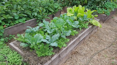 Photo for Cultivation of cabbage, chard and endive in a raised wooden bed. concept of crop association in the vegetable garden. escarole - Royalty Free Image
