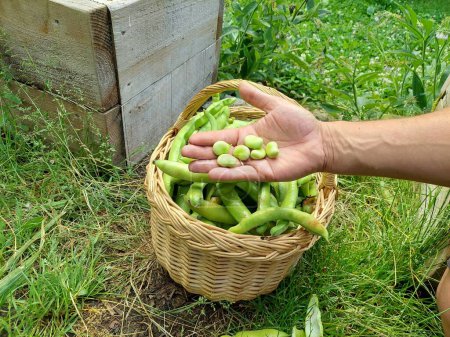 Foto de Fruto de haba cosechada a mano, en la canasta de fondo con habas en vainas en el huerto - Imagen libre de derechos
