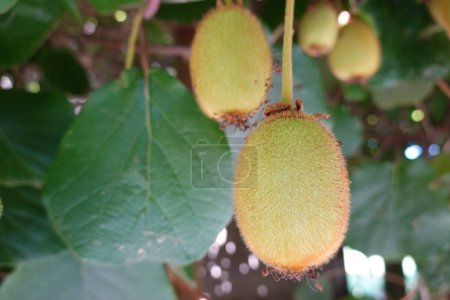 kiwi fruit suspendu à la plante grimpante. gros plan sur les kiwis pour la récolte