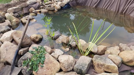 Wasserpflanzen für den Teich. Hausgemachter Teich für den Garten mit Steinen